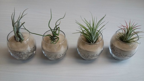 photo of 4 air plants