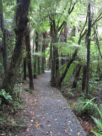 photos of a path through the rainforest